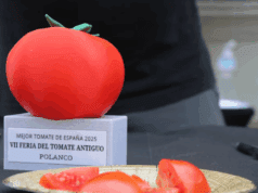 El tomate Zaragozano, Mejor Tomate de España 2025