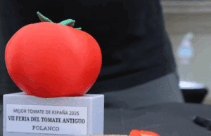 El tomate Zaragozano, Mejor Tomate de España 2025