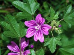 Las plantas silvestres en la gastronomía: redescubrimiento y valor territorial