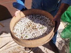 El Fesol de Beseit conquista el Matarraña: éxito rotundo en la presentación de las IV Jornadas 2026