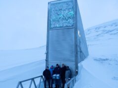 El olivo viaja al Ártico: semillas en Svalbard para proteger el futuro gastronómico del aceite de oliva