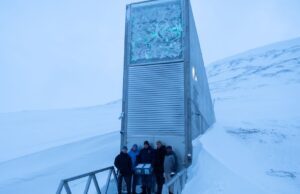 El olivo viaja al Ártico: semillas en Svalbard para proteger el futuro gastronómico del aceite de oliva