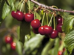 Arranca la temporada de la Cereza del Jerte