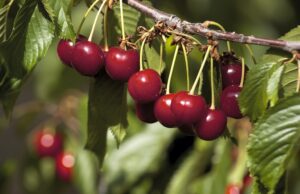 Arranca la temporada de la Cereza del Jerte